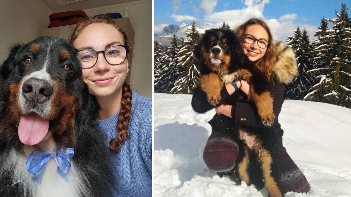 Siena: Francesca lancia un disperato appello per la ricerca di una casa con il suo cane Dogo