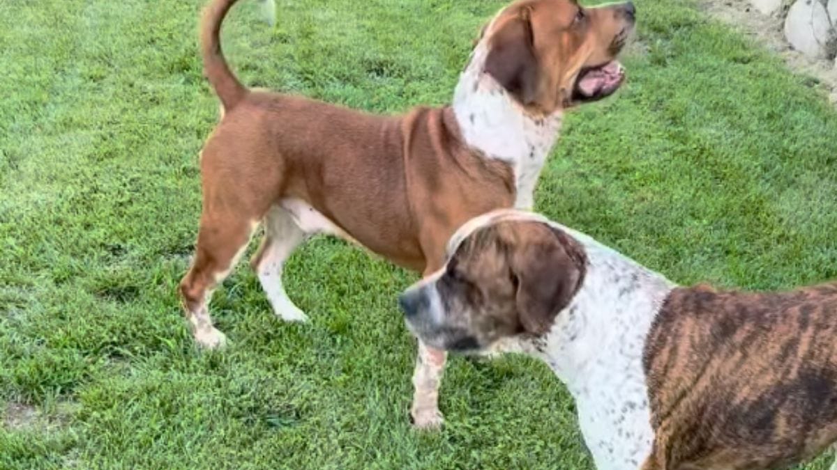 Due cani condannati all'eutanasia ritrovano speranza grazie a un miracolo