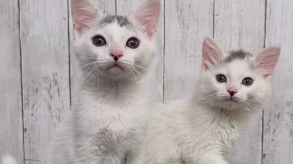 Un gattino adorabile nasconde un segreto: il tempo stringe per salvargli la vita