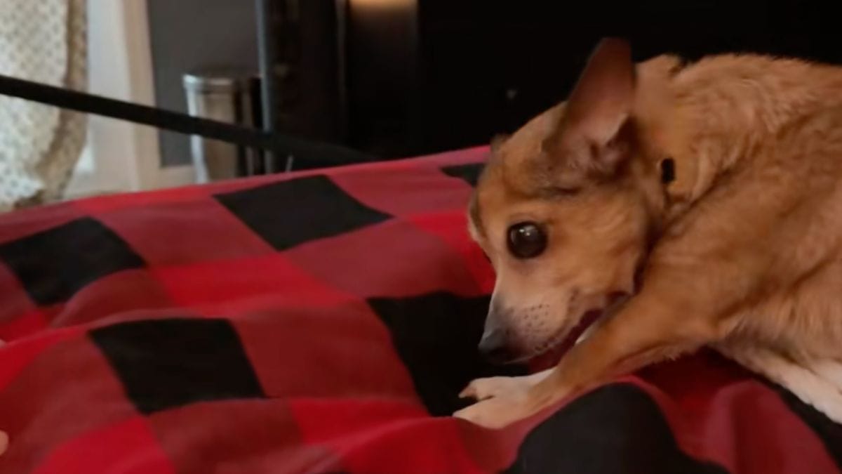 Cagnolina anziana fatica a fidarsi: milioni di persone si commuovono vedendo il suo gesto