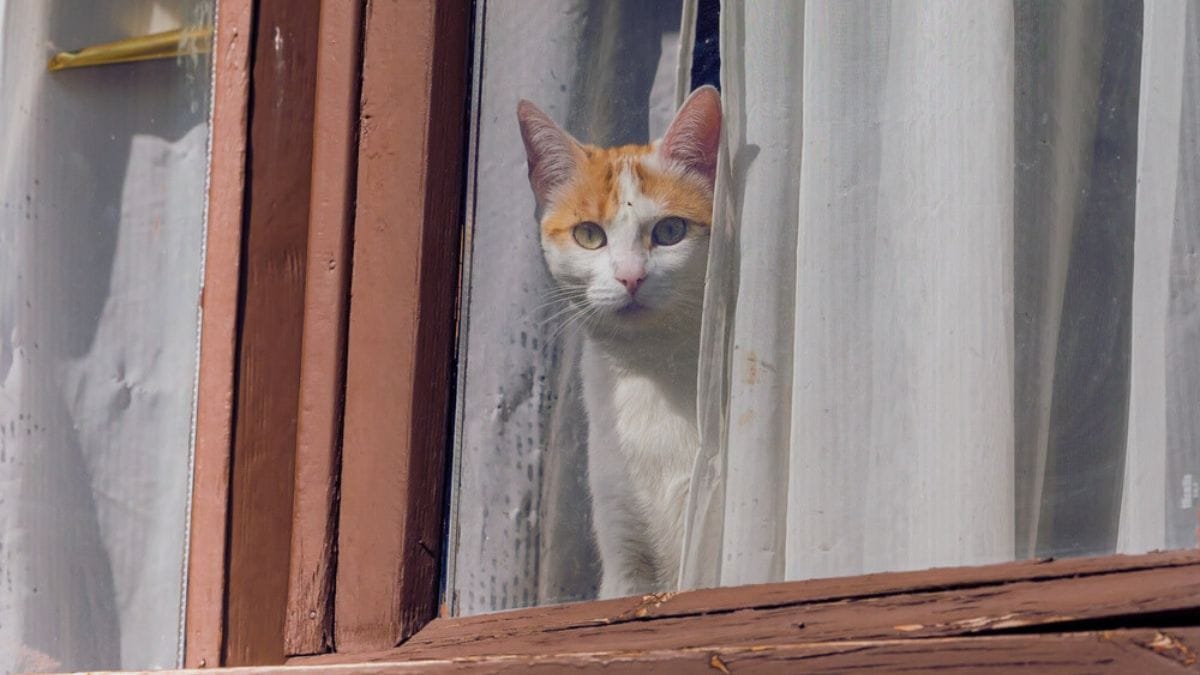 Si affaccia alla finestra ogni giorno: un gatto solitario svela una tragedia nascosta