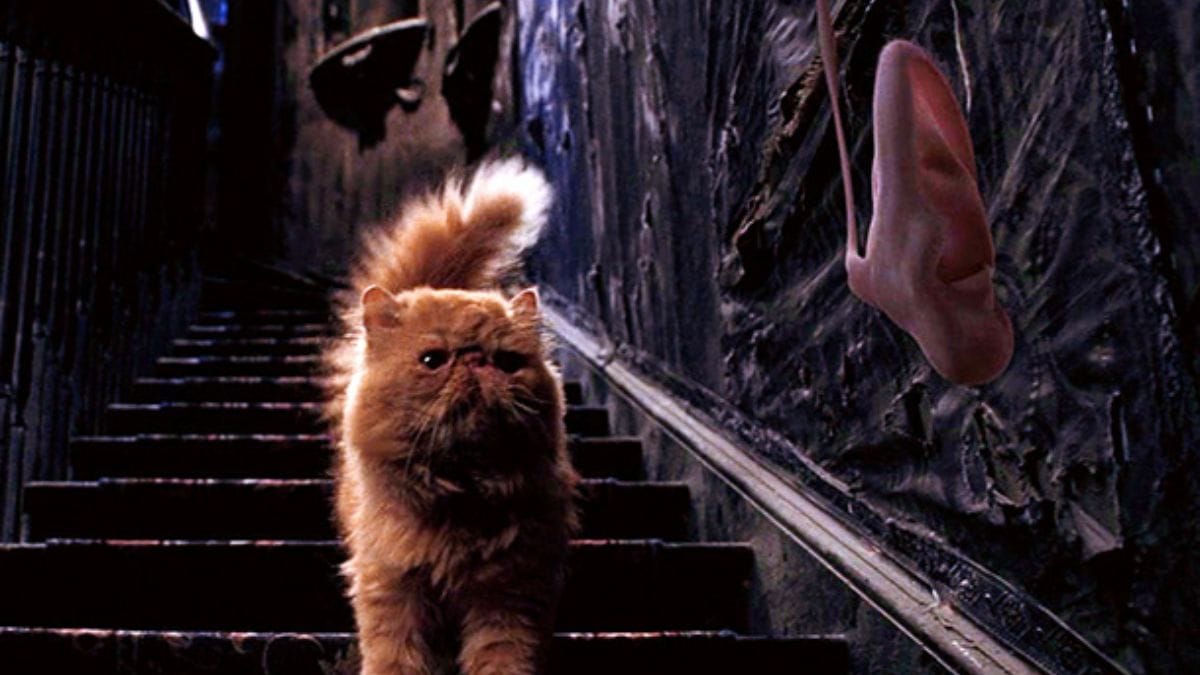 Gato de Hermione nombre, raza y significado oculto de este famoso felino