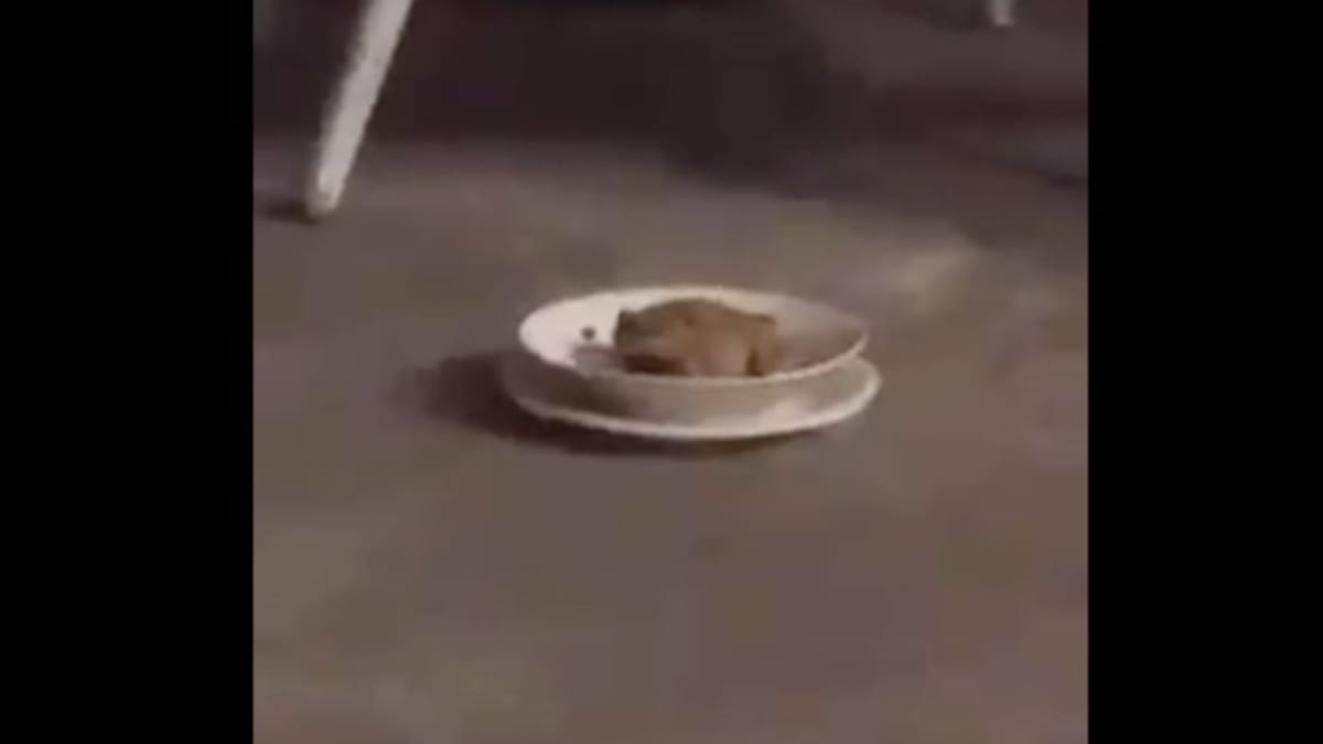 Il cibo del gatto spariva ogni notte: quando decide di fare la guardia alla ciotola scopre l’impensabile