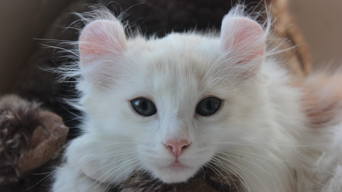 Quando le orecchie si arricciano: alla scoperta dei gatti più originali