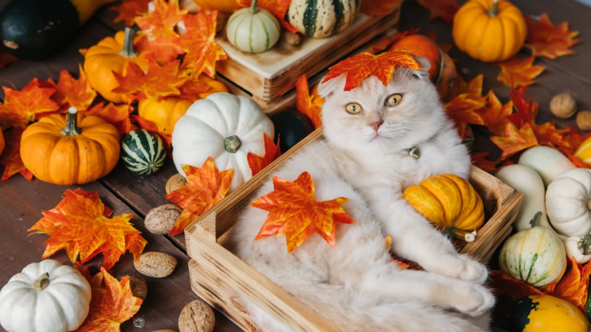 Cosa cambia per i gatti in autunno? Le cose da sapere