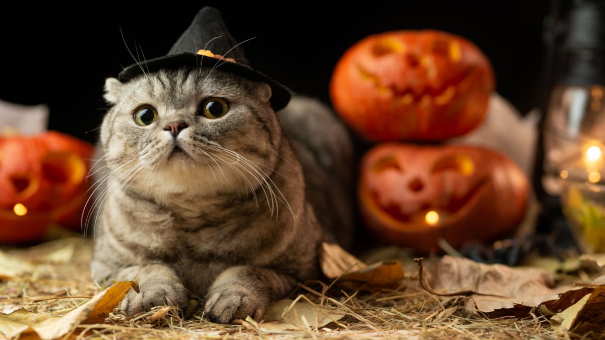 Ecco perché si associano gatti neri e streghe ad Halloween
