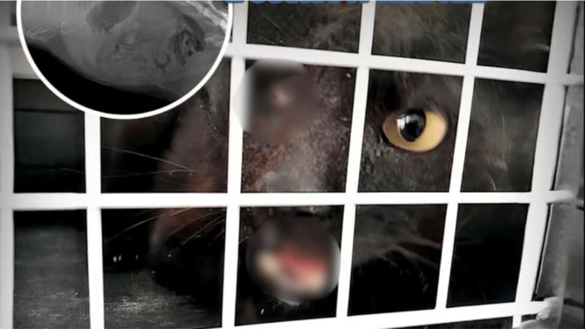 Shock a Trapani: dopo quello che è successo a questo gatto l’OIPA denuncia e Brambilla invoca giustizia