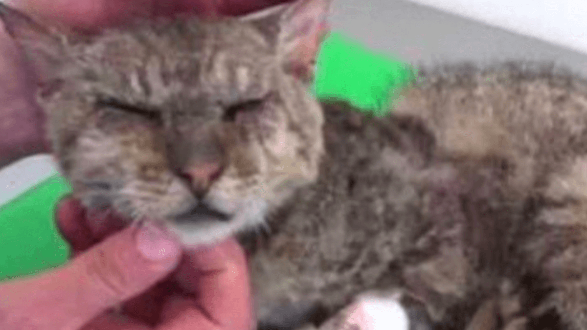 Un nuovo farmaco salva-vita per gatti è in commercio, ma in Italia è ancora vietato