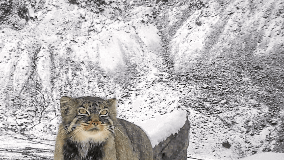 Gatto di Pallas: la prima foto sull’Himalaya riscrive la mappa del misterioso felino
