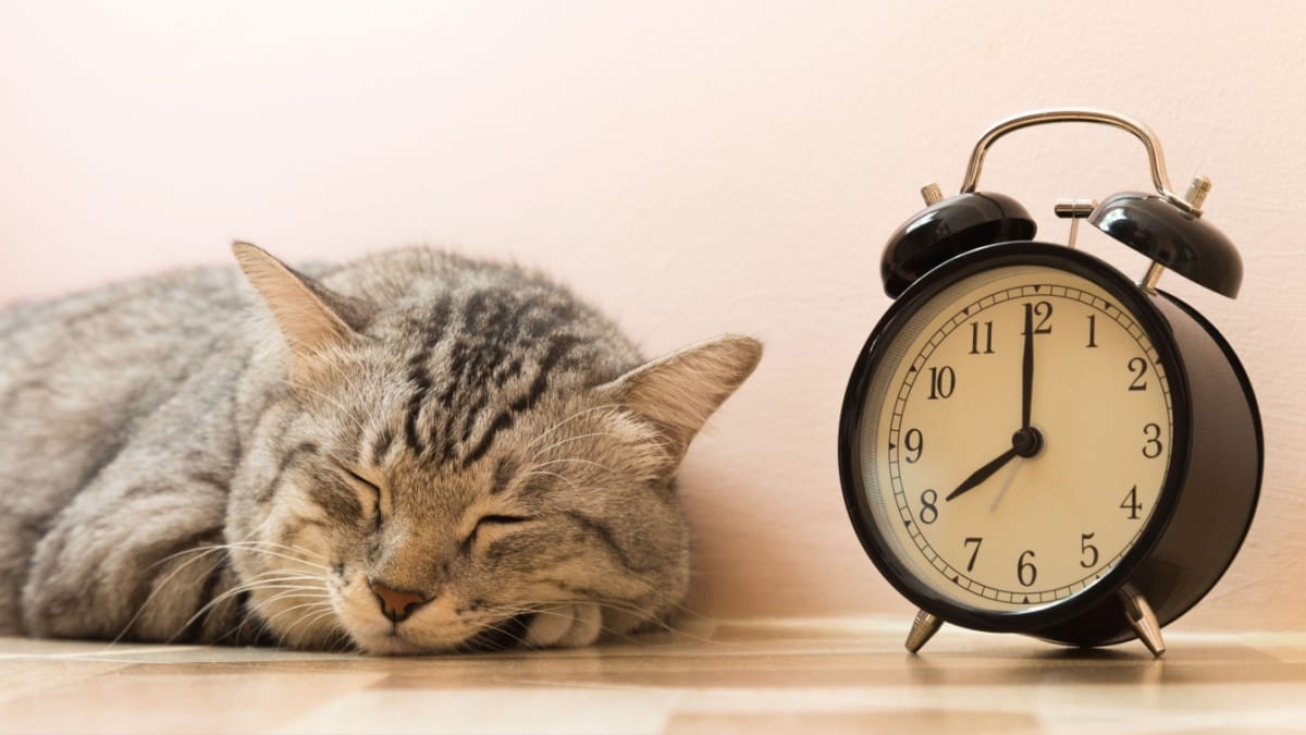 Come preparare i gatti all'ora legale 2026?