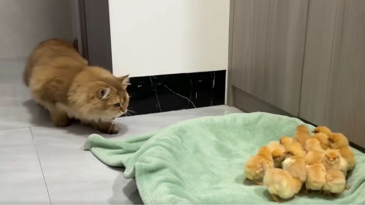 Video. Gatto si avvicina ai pulcini: la reazione della gallina quando li vede è epica!