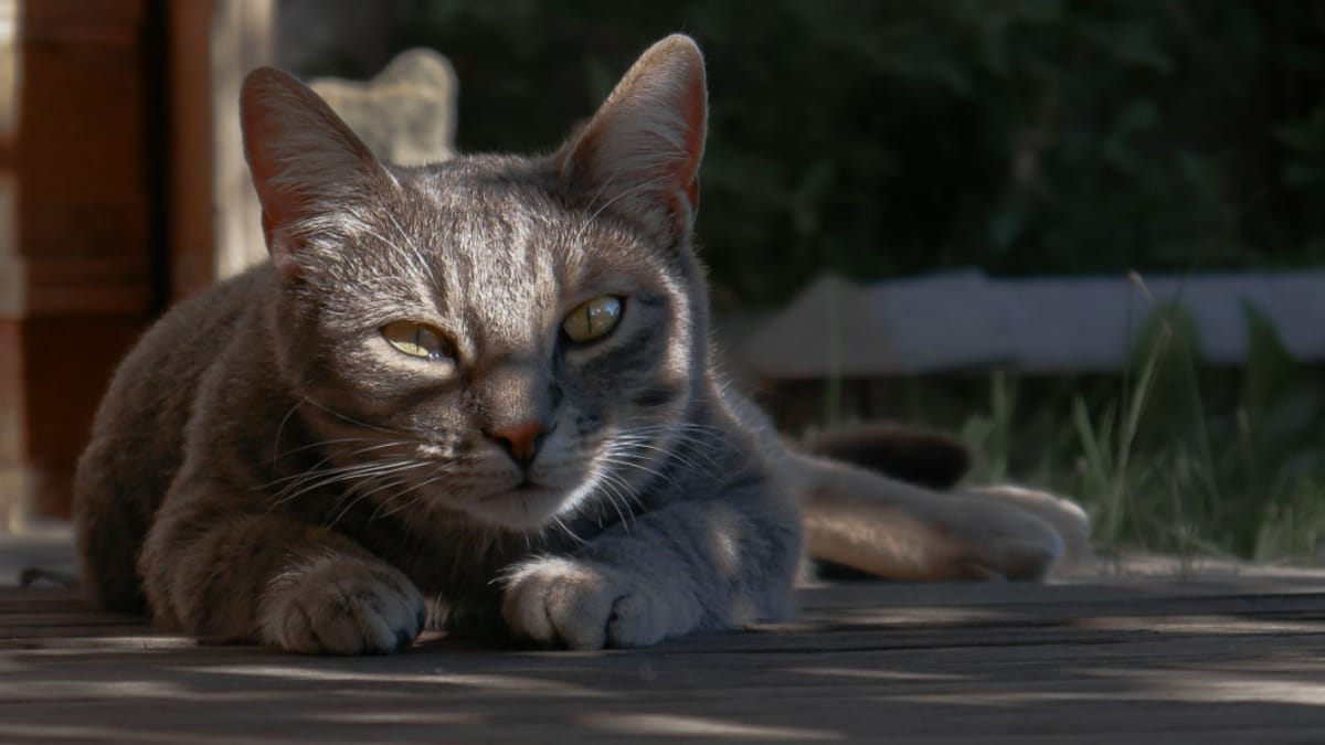 Video. Va dal dentista e vede un gatto volare: no, non sono allucinazioni!