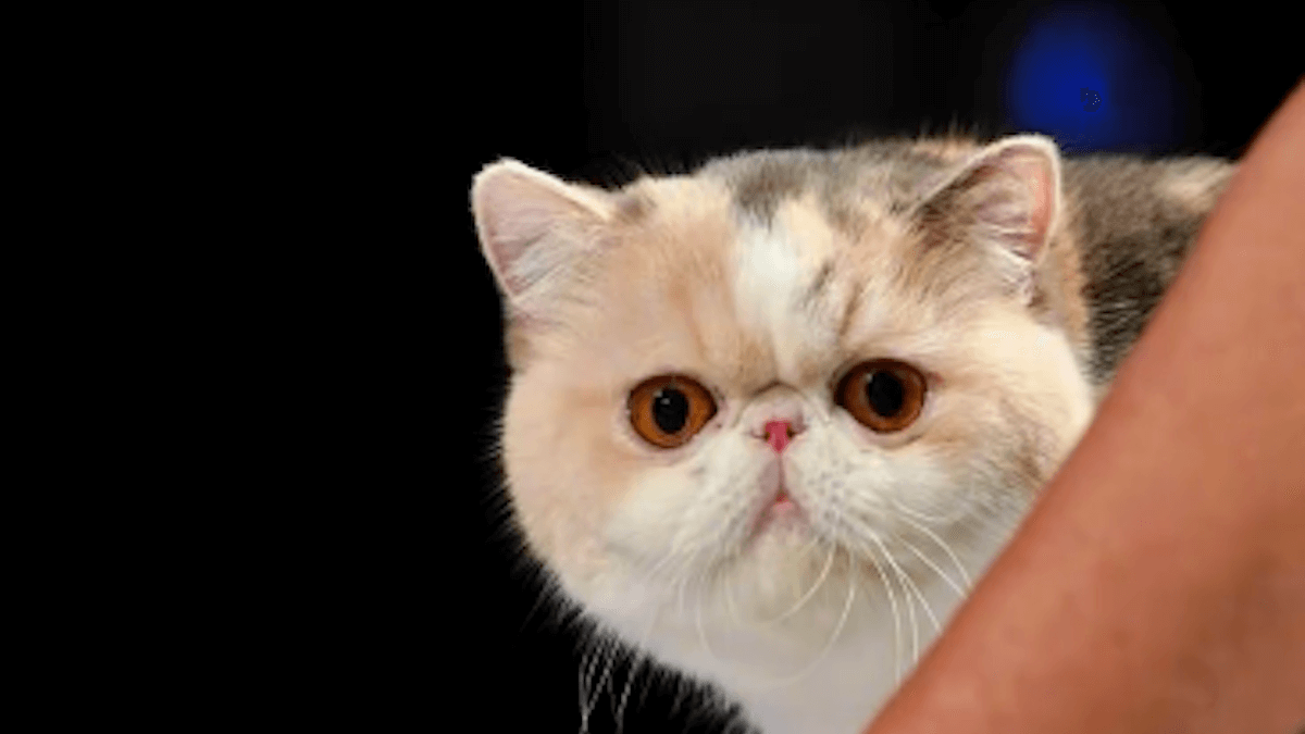 Il 24 e il 25 gennaio «I gatti più belli del mondo» tornano in Fiera!