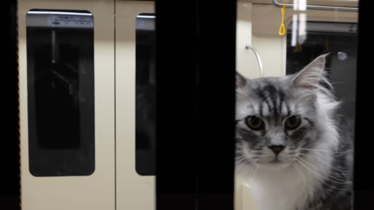 Video. Incredibile, ma vero: costruisce una metropolitana funzionante per i gatti e conquista il web!