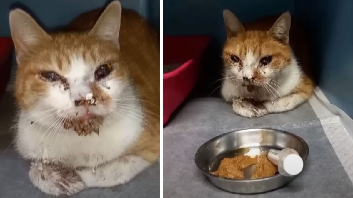 Video. Gatto gravemente ferito da un petardo lanciato in bocca. Gara di solidarietà per le cure