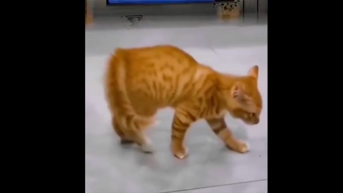 16esimo anniversario della scomparsa di Michael Jackson: questo gatto ha osato sfidare il re del pop!