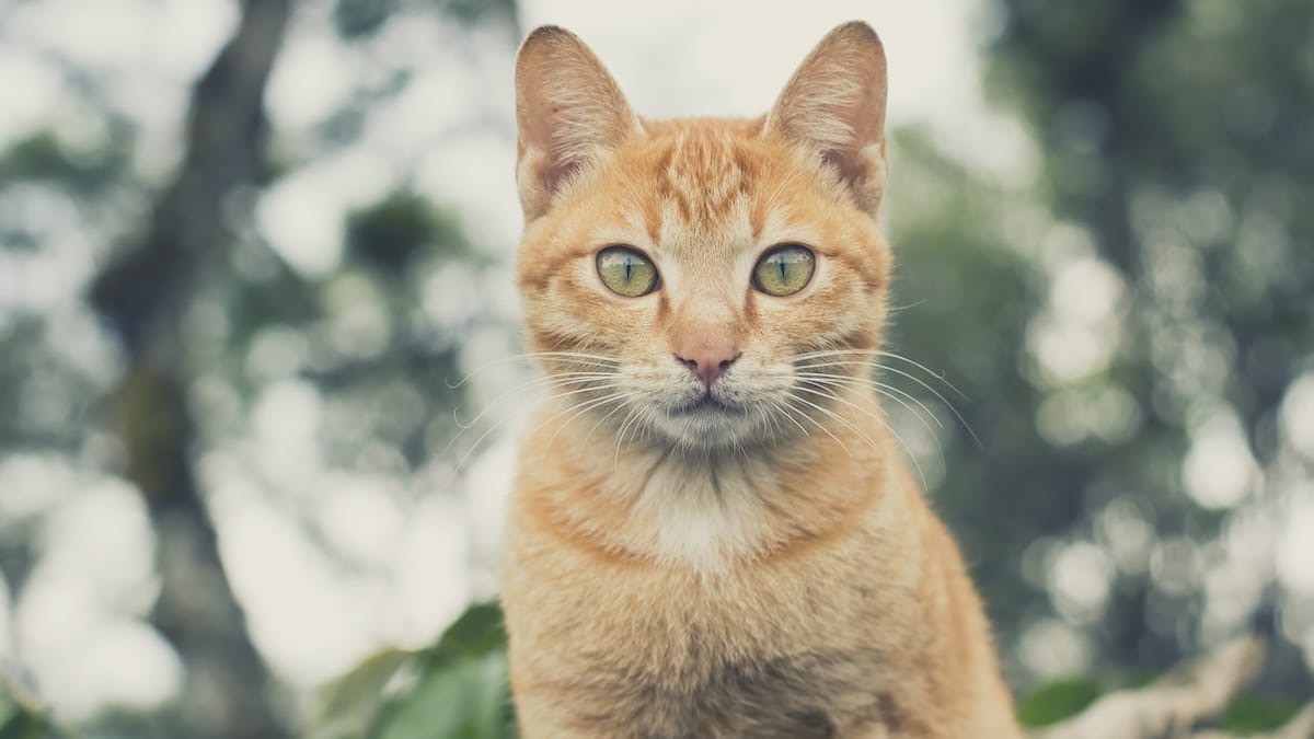 I nomi coreani per gatti più belli e originali: idee dolci, eleganti e piene di significato