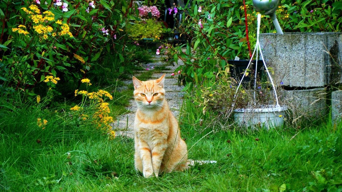 Vivi con un gatto? Ecco cosa sapere a settembre