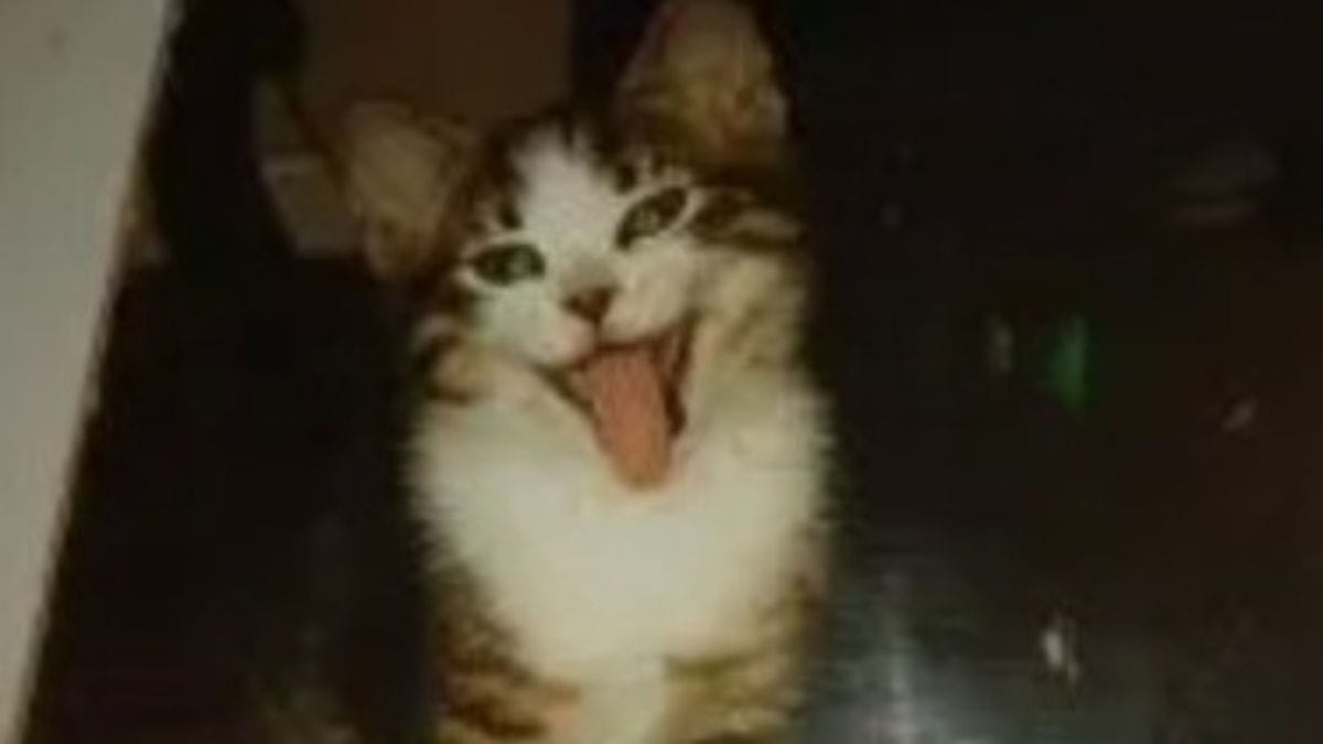 Gatto ritrova la sua proprietaria 12 anni dopo essere scomparso: ecco com'è oggi Finn
