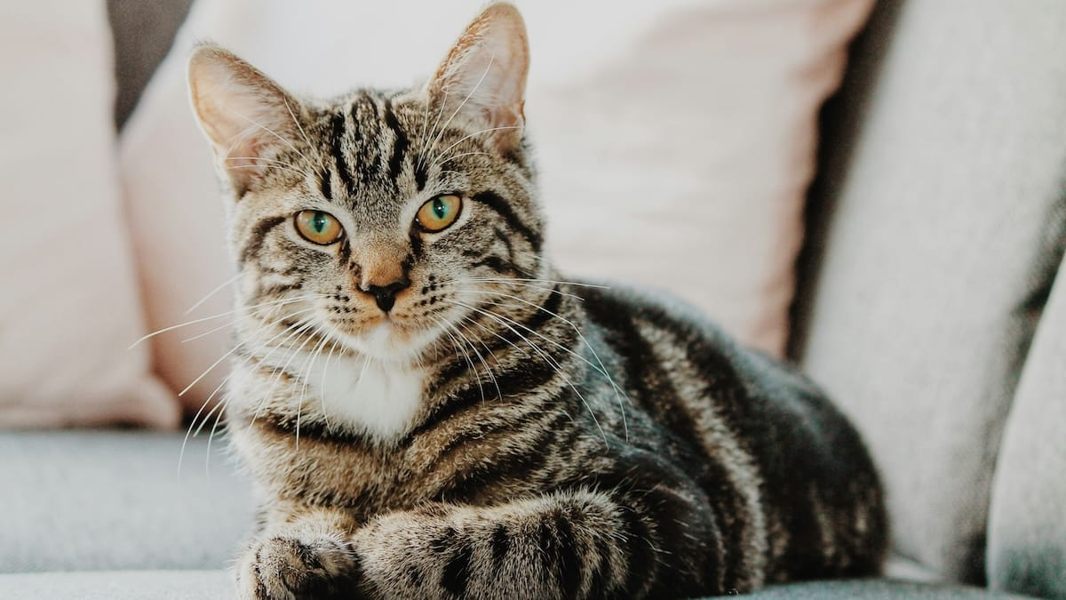 Gatti, dal 2026 cambiano le regole: microchip obbligatorio, vaccini e nuove sanzioni per i proprietari