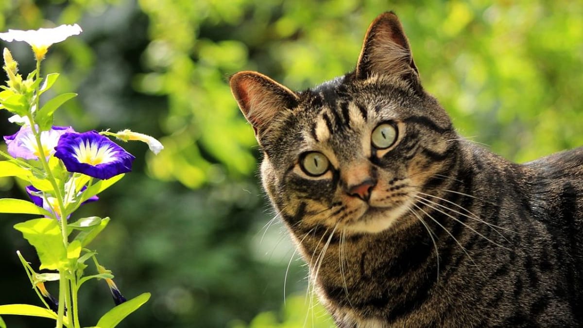 Hai un gatto? A maggio devi sapere queste informazioni!