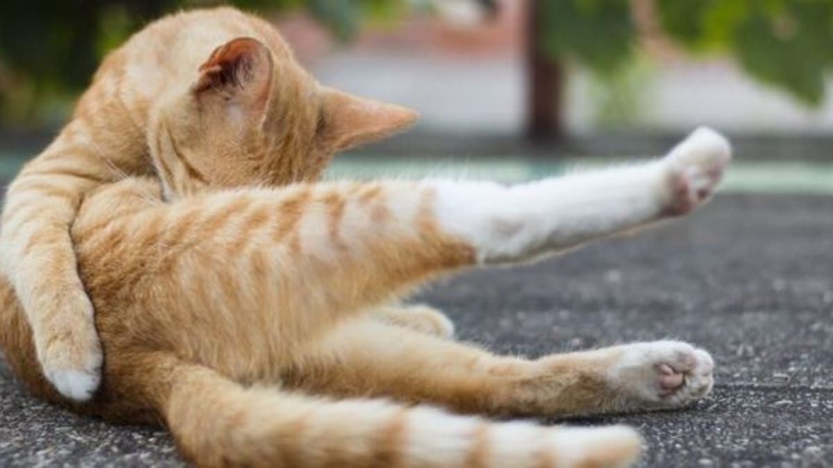 Mon Chat A Des Gaz Pourquoi Et Que Faire Mon Chat A Des Gaz Pourquoi Et Que Faire