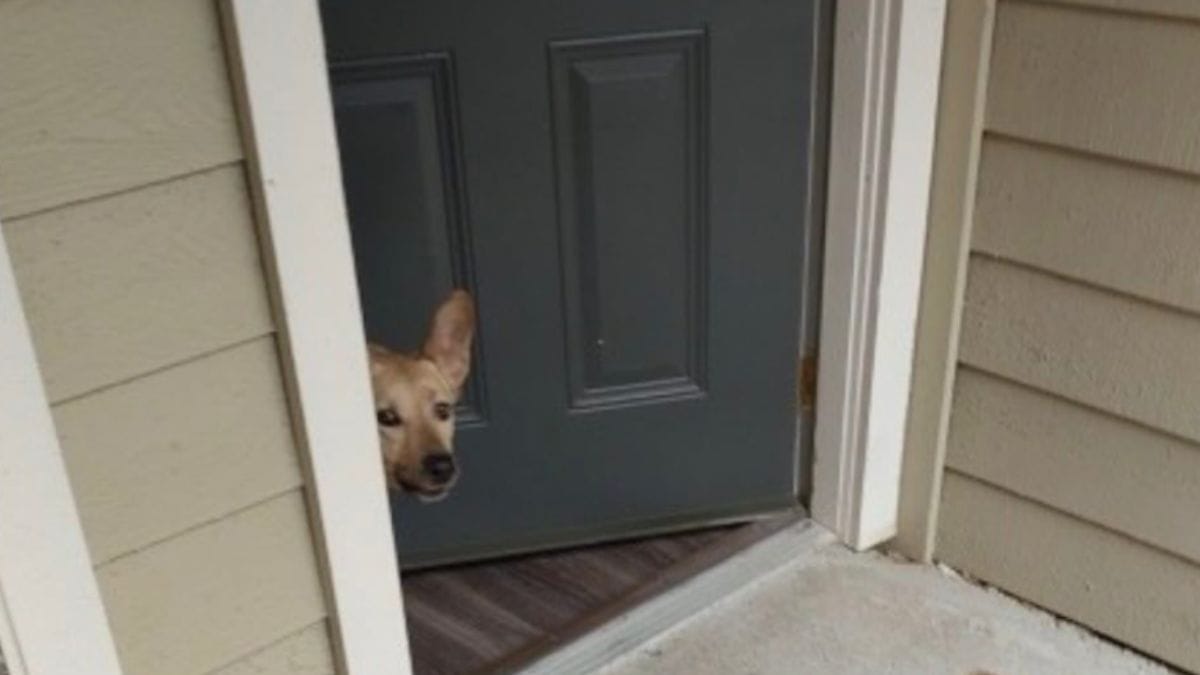 Si assentano un'ora e ricevono una notifica di consegna: la foto allegata li fa scoppiare a ridere