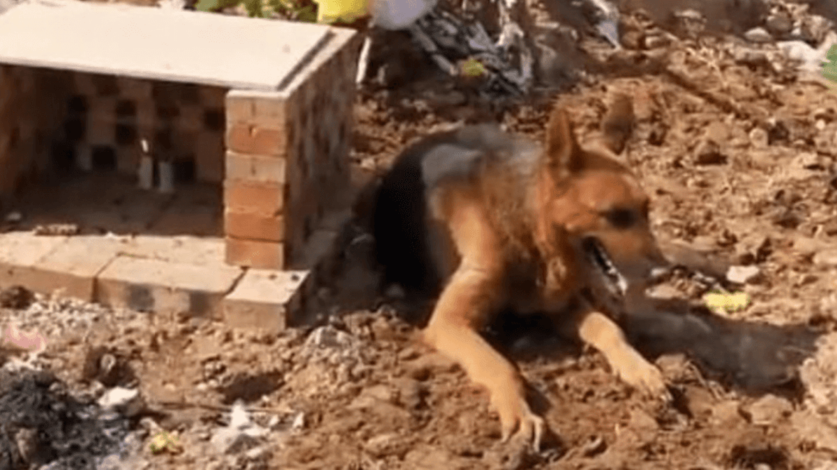 La famiglia guarda in lacrime mentre il cane visita il cimitero e scava in una tomba ben precisa