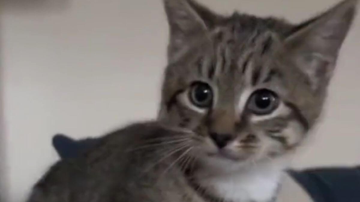 Video. Questo è gatto cresciuto tra i cani...per questo è un po' confuso!