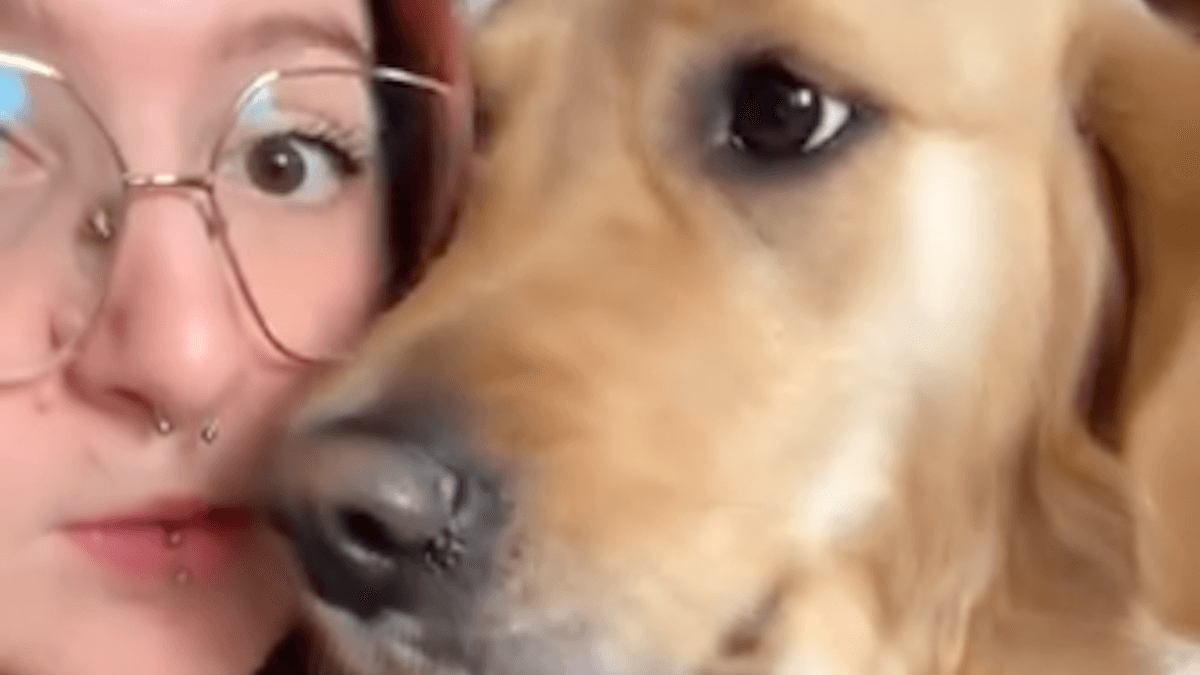 Video. Peep, la cagnolina malata che divide il web: 15mila euro raccolti e scoppia il caso Caritas