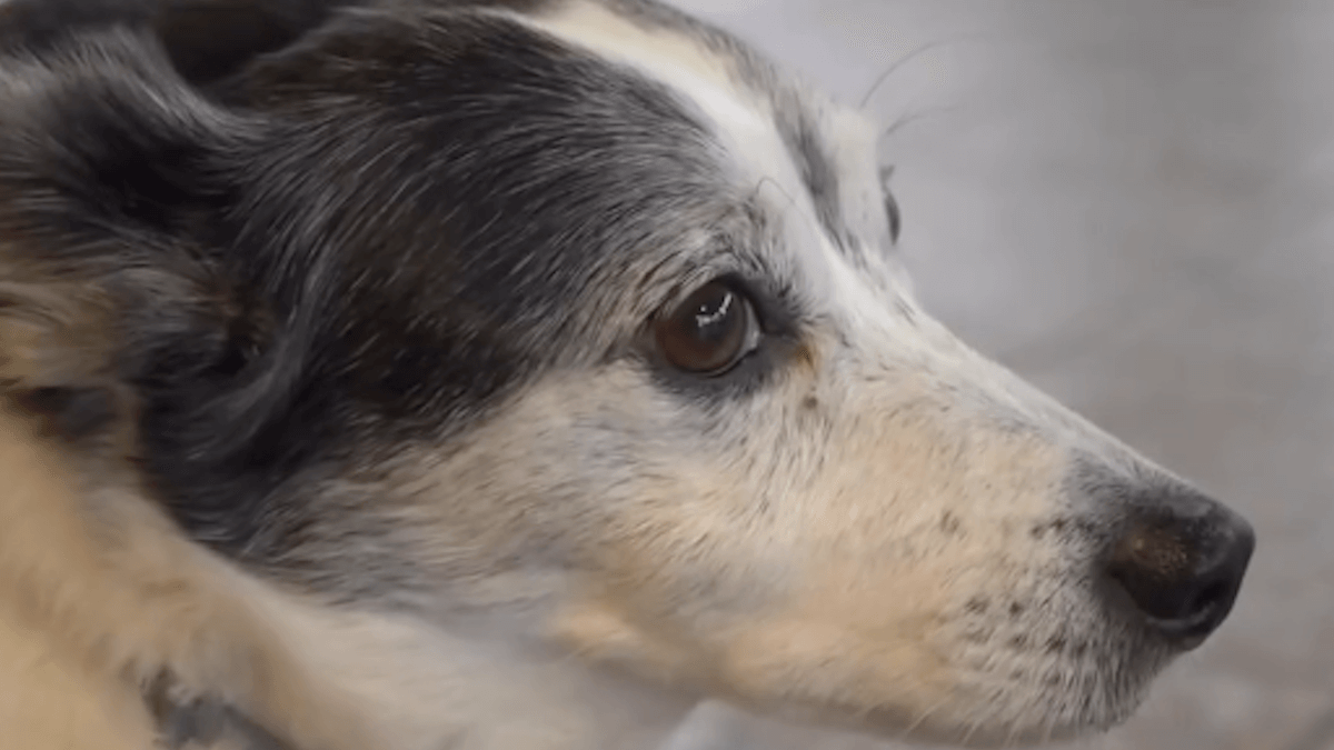 "Hachiko” vive a Ferrara: la storia di Giorgio, il cane che aspetta ogni giorno il suo padrone scomparso