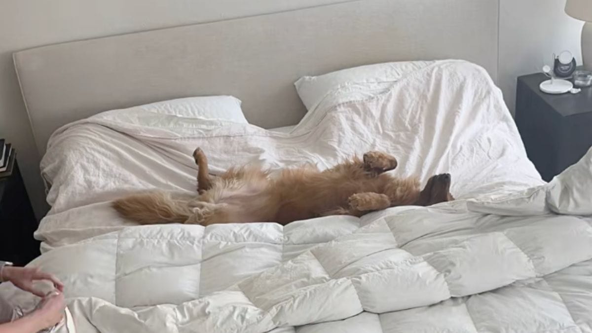 Vuole rifare il letto: il "metodo" del suo Golden Retriever per aiutarla fa ridere milioni di internauti