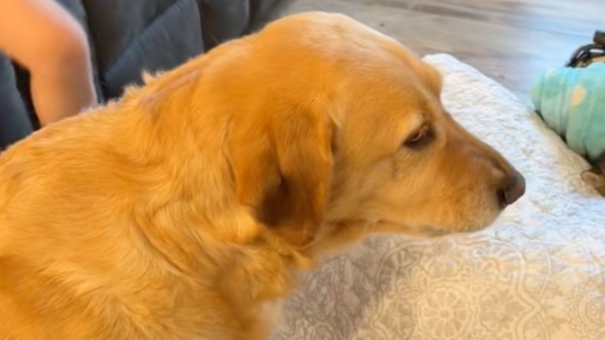 Appena ha visto quel minuscolo gattino, questa cagnolina ha deciso di diventarne la guardia del corpo