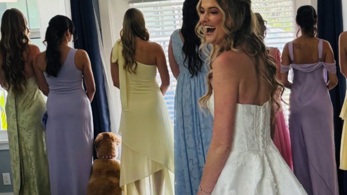 «Una delle ragazze»: un Golden Retriever partecipa alla scoperta dell'abito da sposa e conquista il web