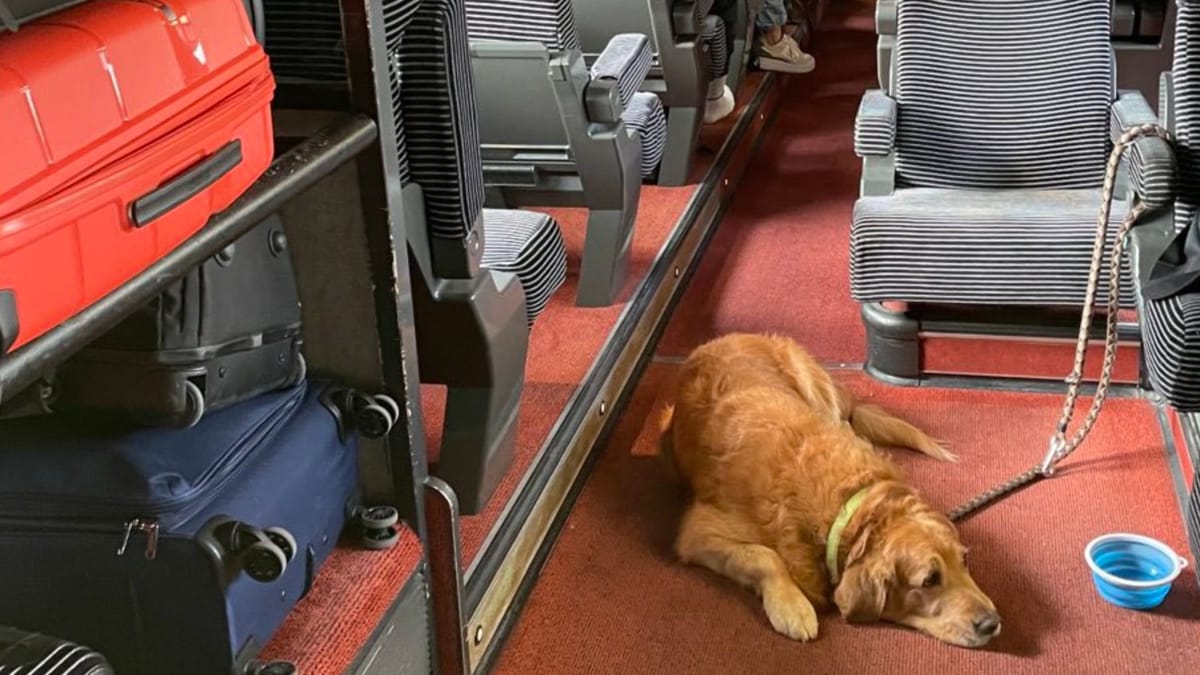 Donna fotografa un Golden Retriever in treno: un dettaglio infastidisce molte persone