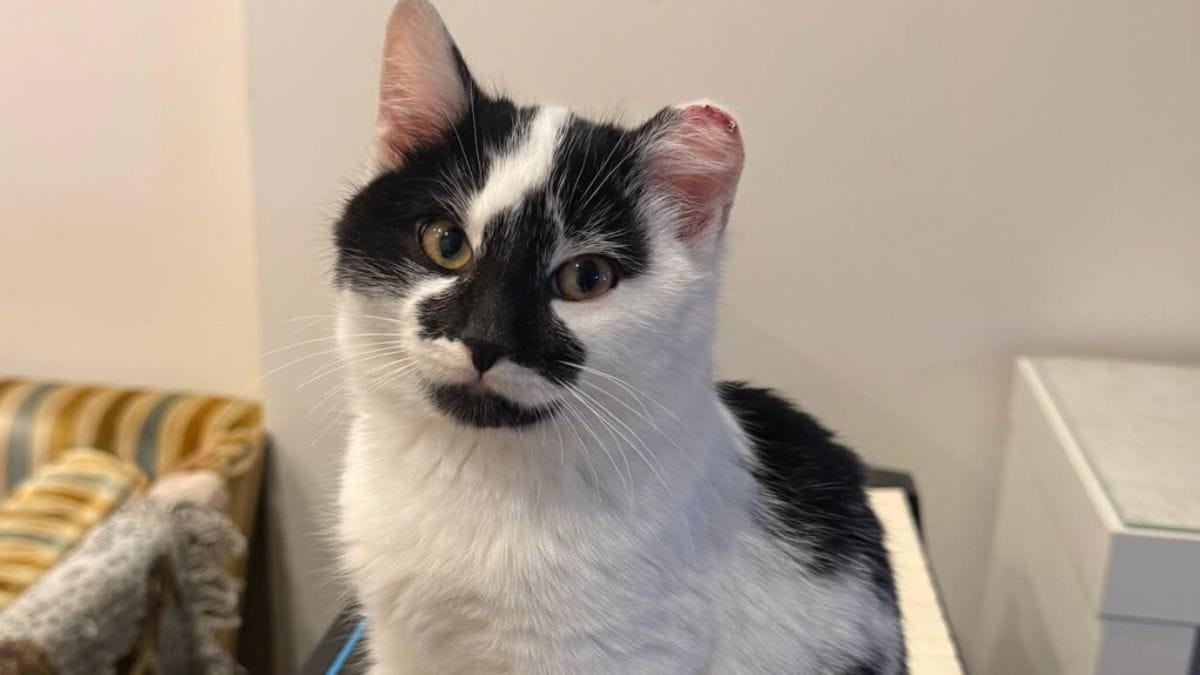 In una giornata gelida salva 3 gattini trovati nel giardino del vicino: uno la stupirà