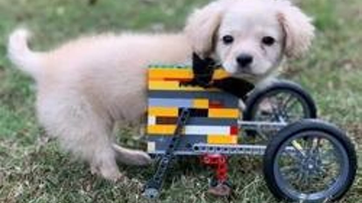 Video. Un ragazzo di 12 anni costruisce una sedia a rotelle con i LEGO per un cucciolo!