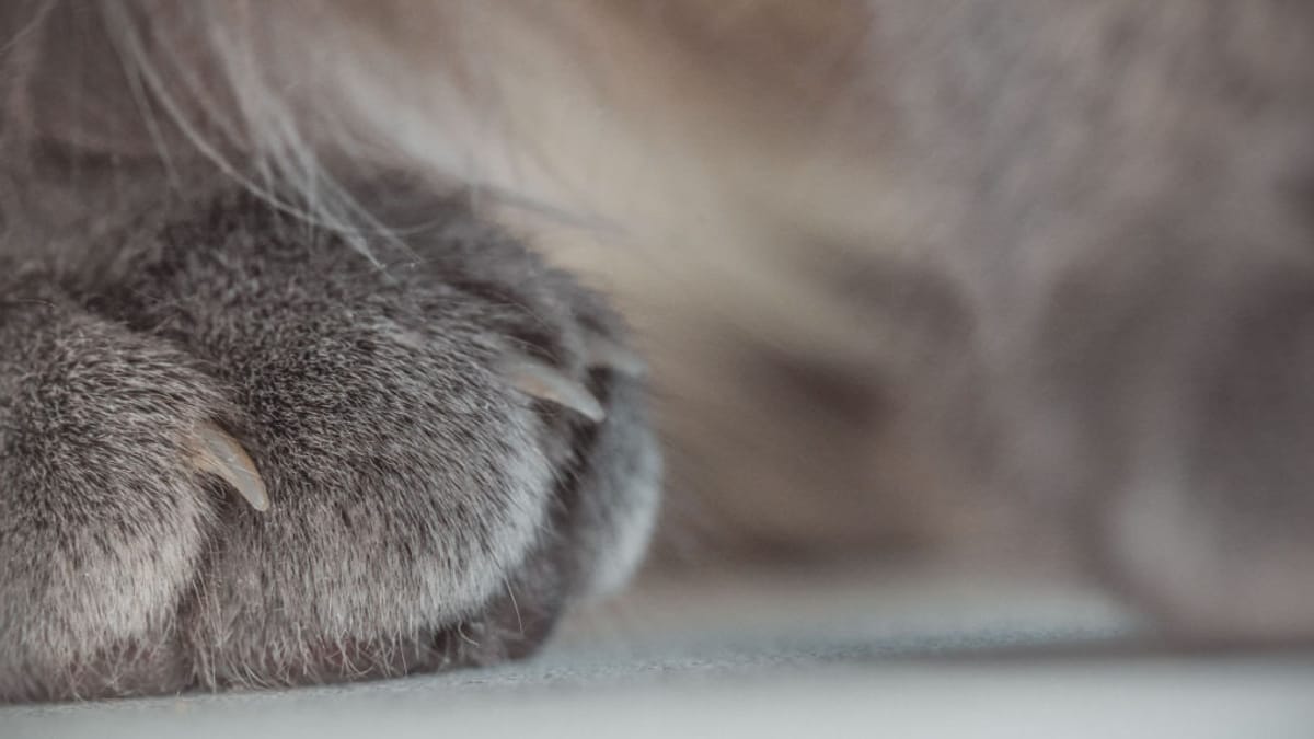 Cosa fare in caso di unghia incarnita nel gatto?