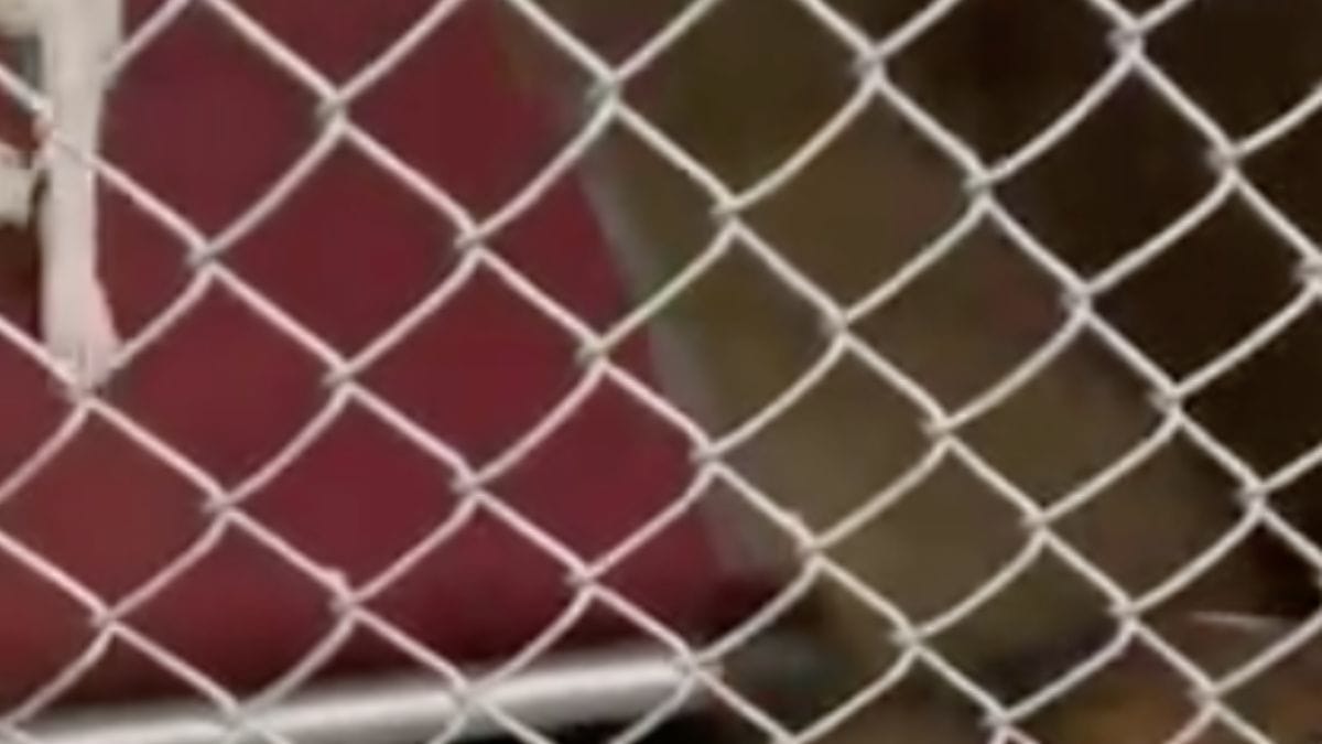 Il soccorritore arriva al canile: la sagoma sotto il cartello «Non abbandonare nulla qui» gli riserva una sorpresa