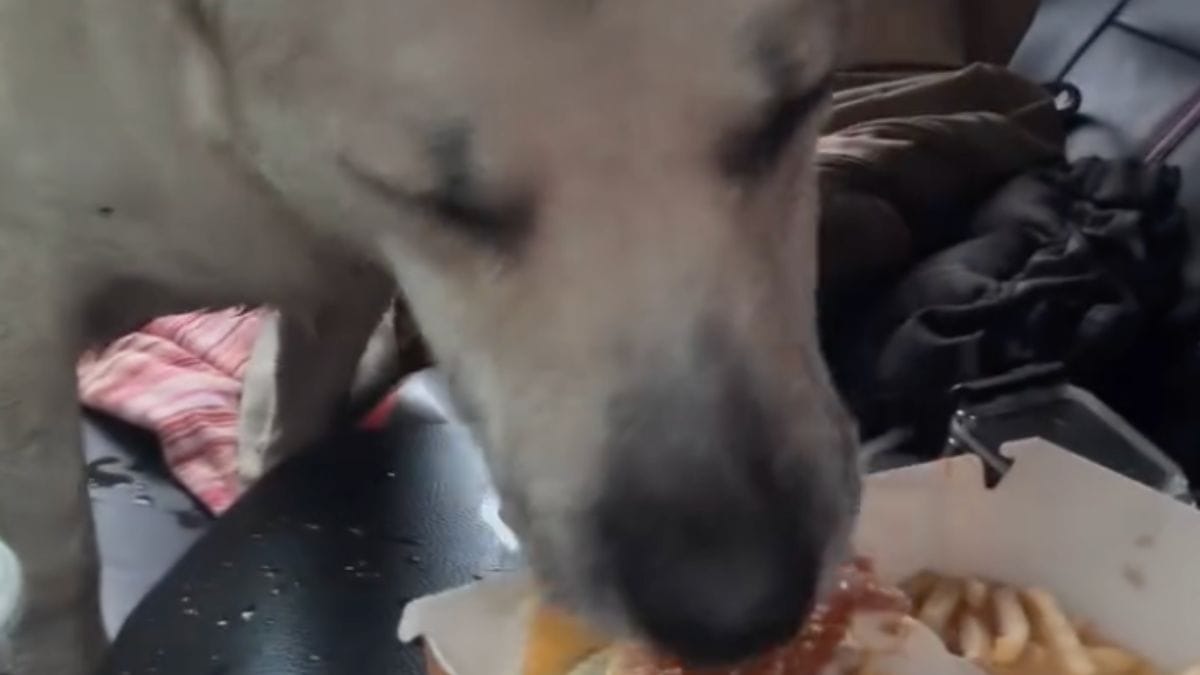 Vuole solo dargli da mangiare, ma il cane randagio ha un altro piano in mente