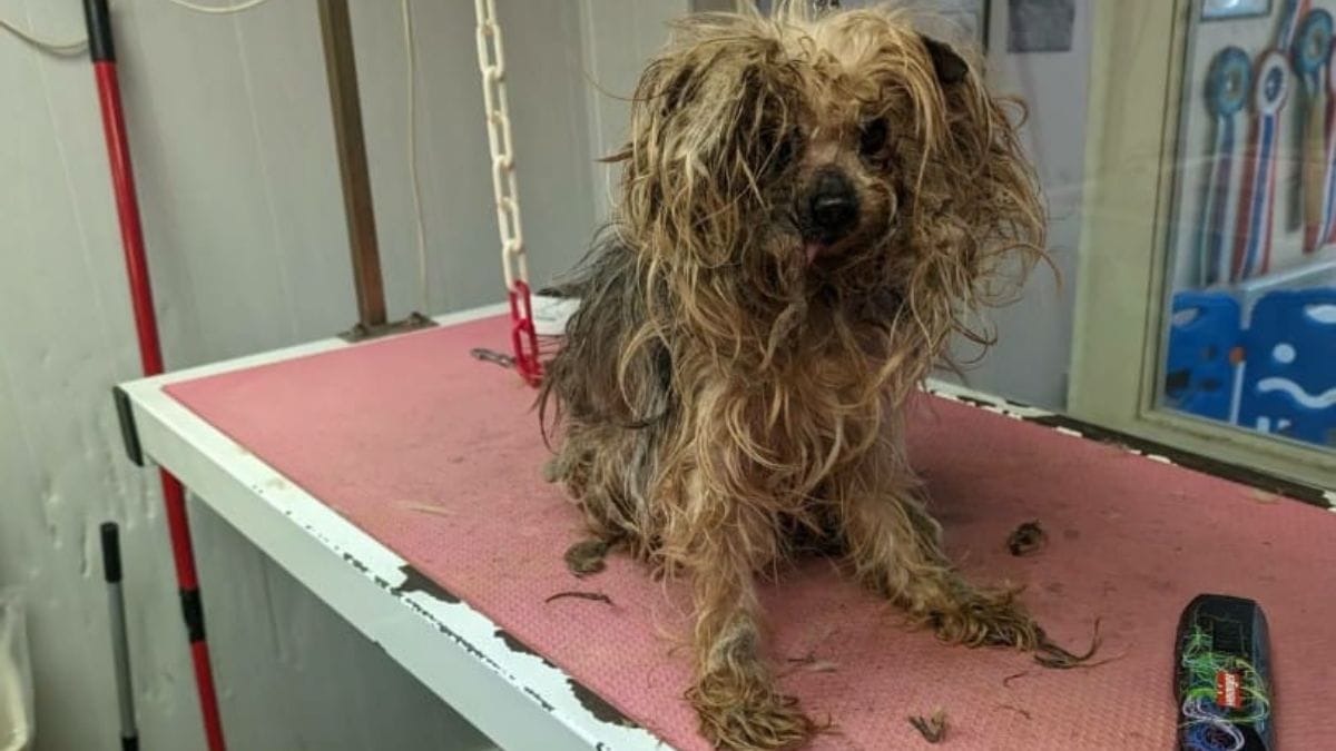 Dopo essere stato chiuso al buio e picchiato per 10 anni, questo cane è finalmente uscito dal suo calvario