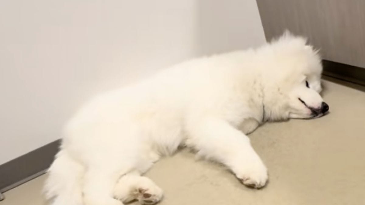 Il suo cane non la accoglie come al solito: non esita un secondo e corre al pronto soccorso