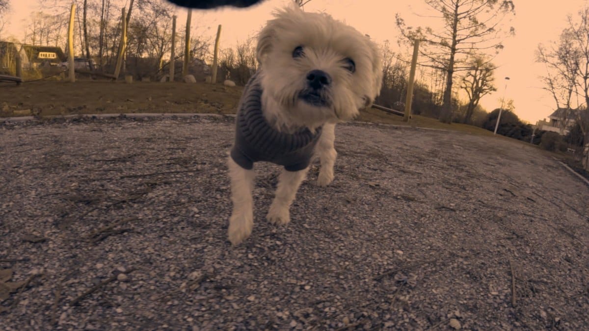 Cane si accorge che stanno esplodendo i botti di Capodanno: «Il mio cuore è spezzato»