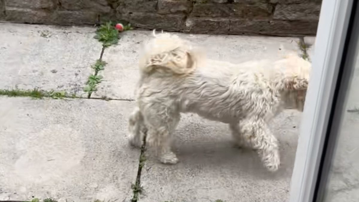 Il comportamento del cane spaventa i proprietari: il veterinario scoppia a ridere