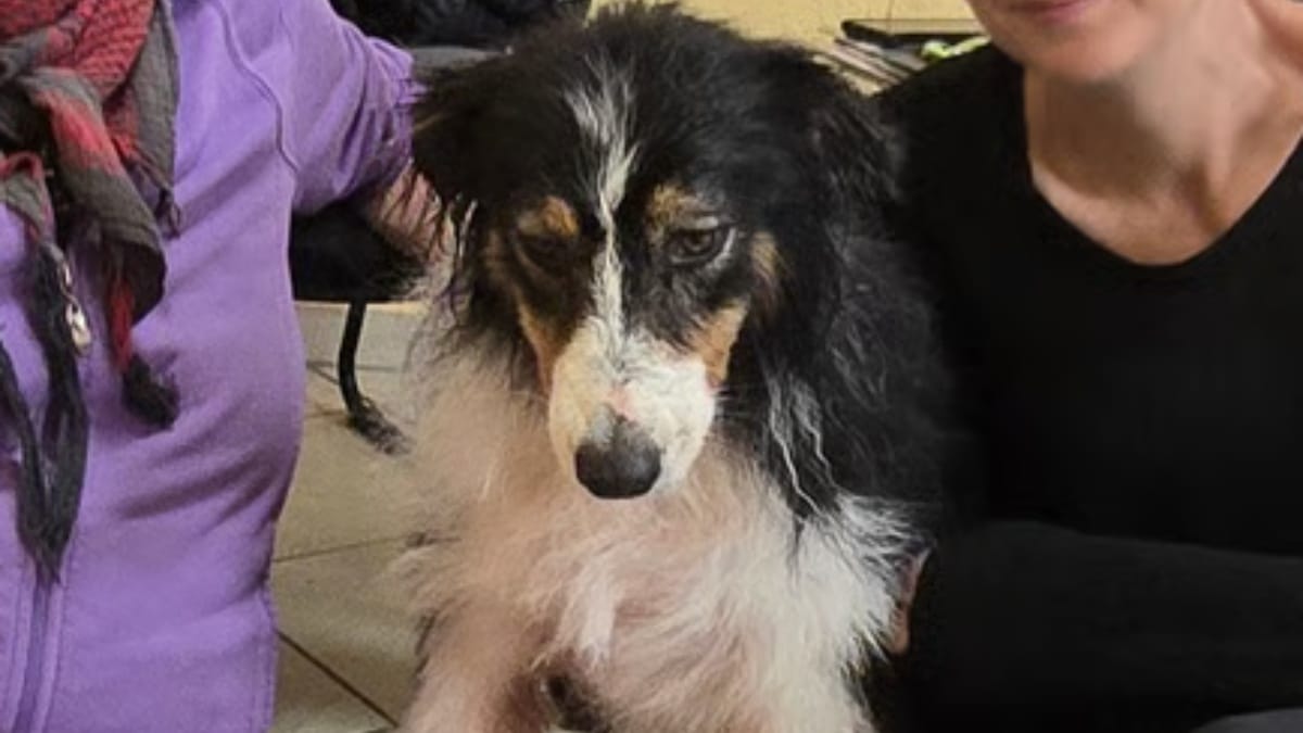 Cane scomparso ritrovato dopo 5 mesi: ora i proprietari gli spezzano il cuore
