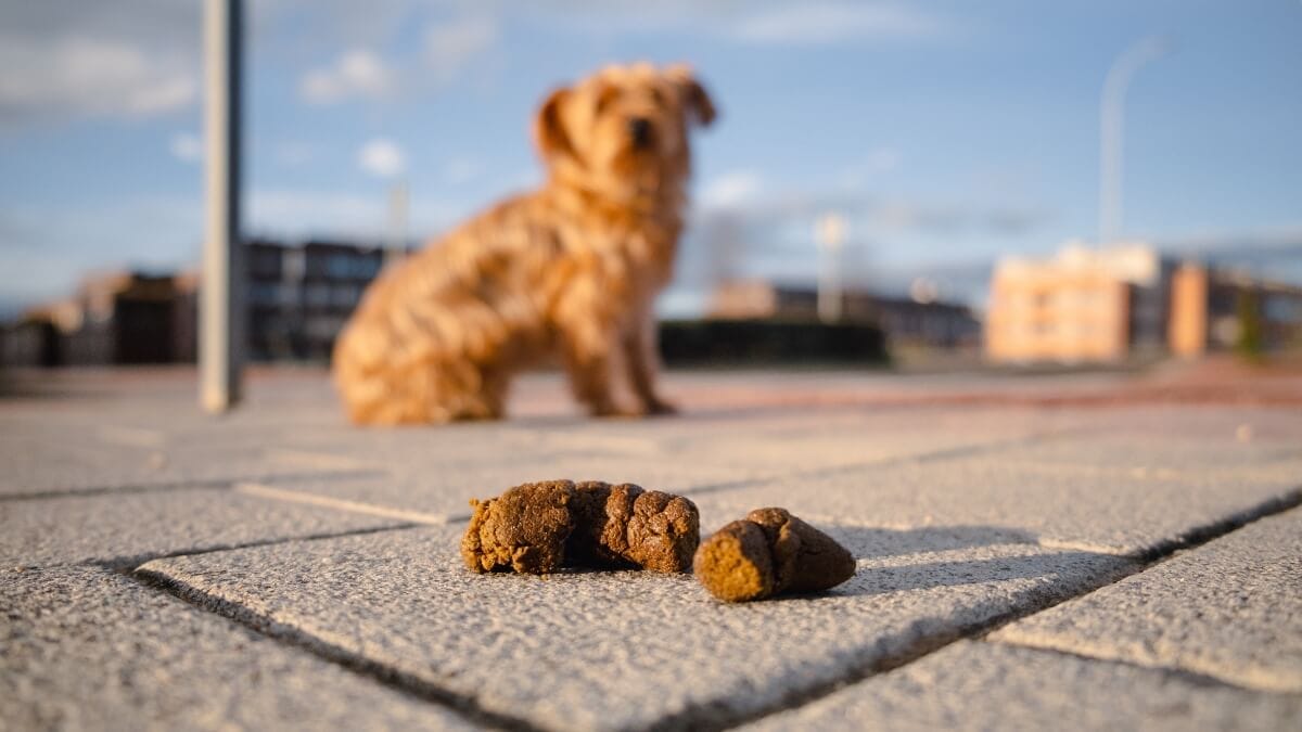 Hund frisst Kot: Hausmittel, die helfen