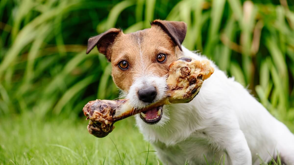 Knochen für Hunde: Fragen und Antworten