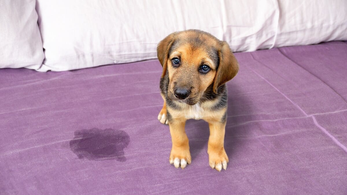 Hund pinkelt ins Bett: Warum und was tun?
