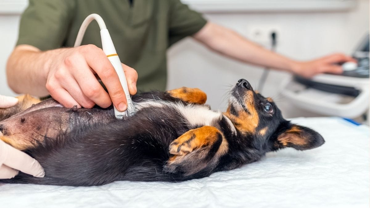Ultraschall beim Hund: Kosten 2025