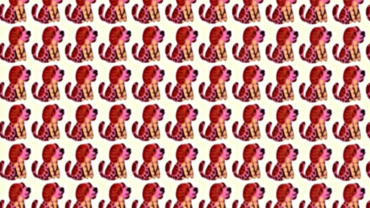 Testa la tua vista! Riesci a individuare il cane in questa immagine diverso dagli altri?